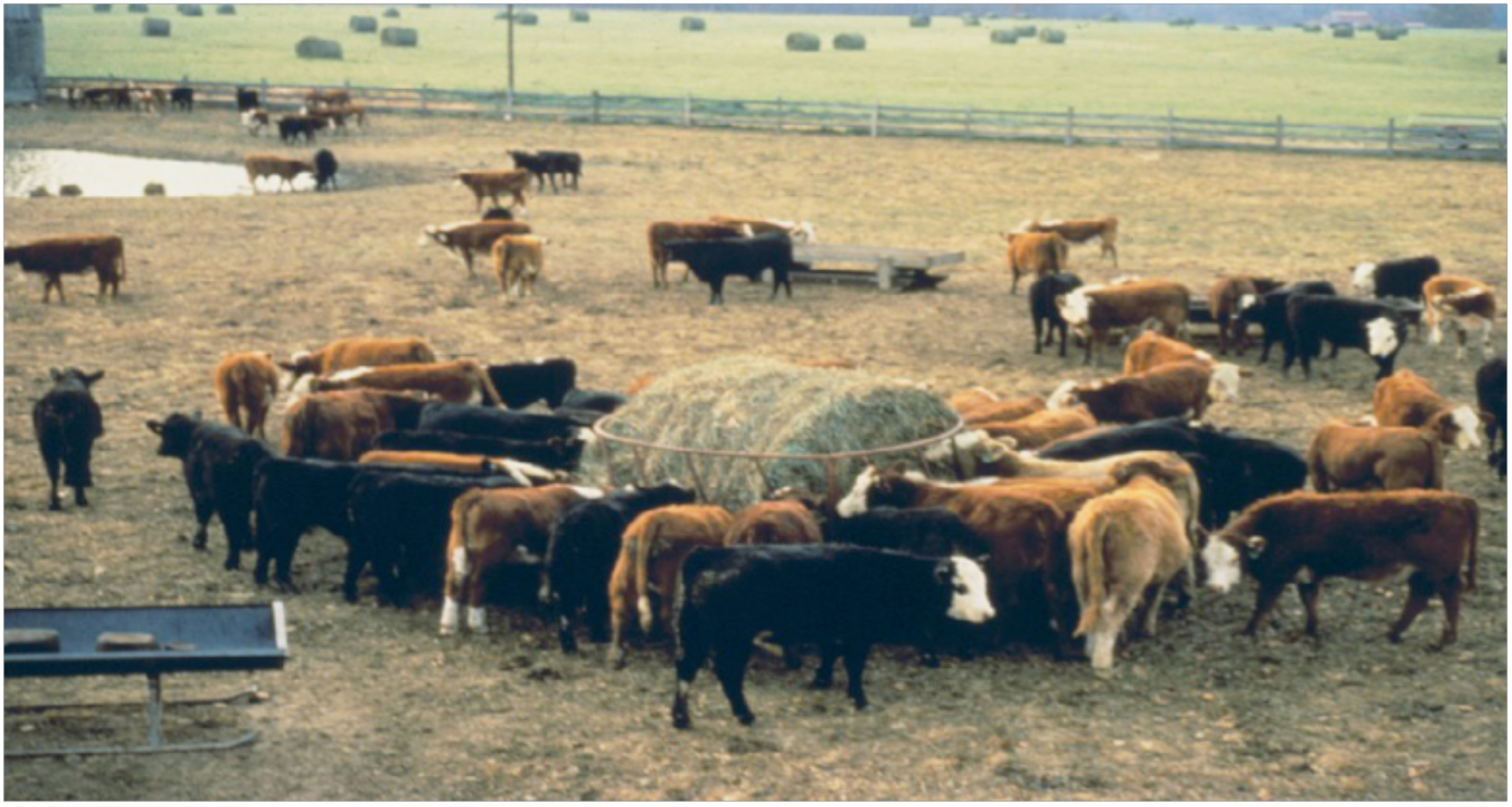 photo of cows feeding on hay in pasture