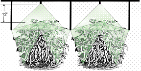As snap beans grow, use drop nozzles for additional penetration. Nozzles are 12' above plants