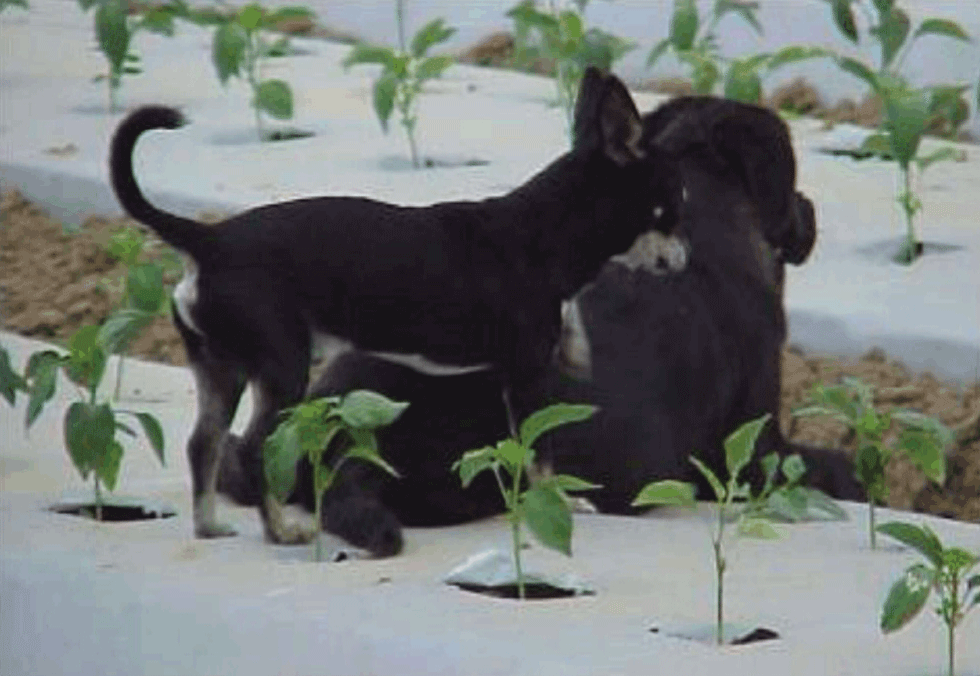 Dogs in produce field