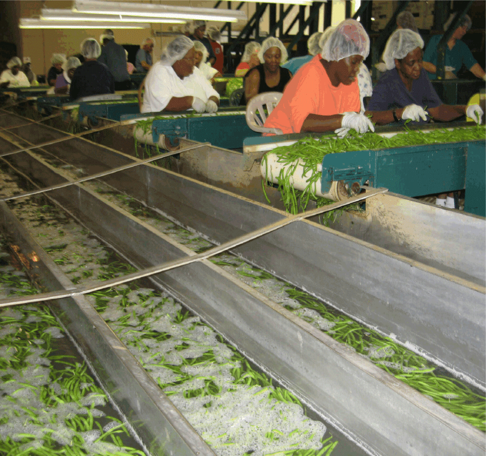 After field trash is removed, beans are graded, then cooled in water flume.