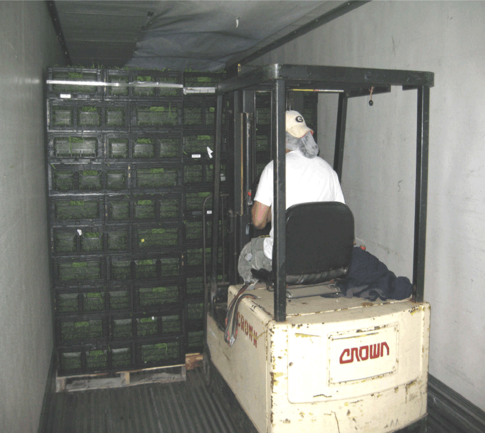 Loading pallets of green beans.