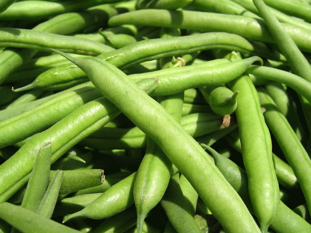 Commercial Snap Bean Production in Georgia | UGA Cooperative Extension