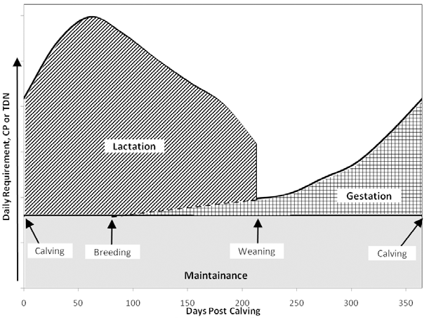 Daily crude protein and total digestible nutrient replacement needs post calving. During lactation, needs increase from calving to breeding then decrease slowly until weaning, when they decrease sharply. During gestation, needs increase exponentially from breeding until calving.