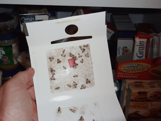 Glue trap with captured insects