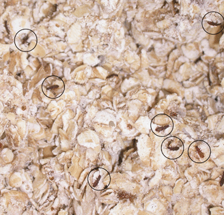 Sawtoothed grain beetles in oatmeal