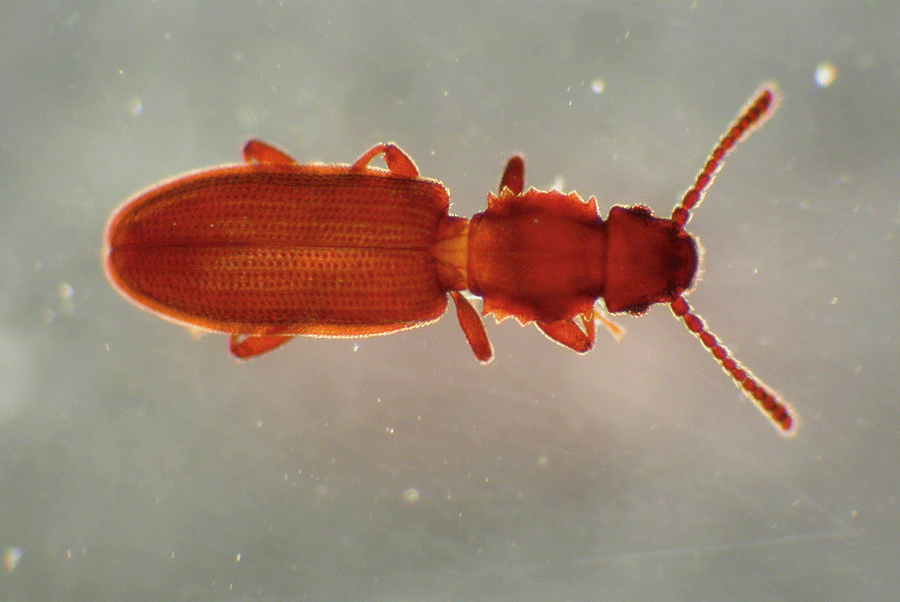 Adult sawtoothed grain beetle