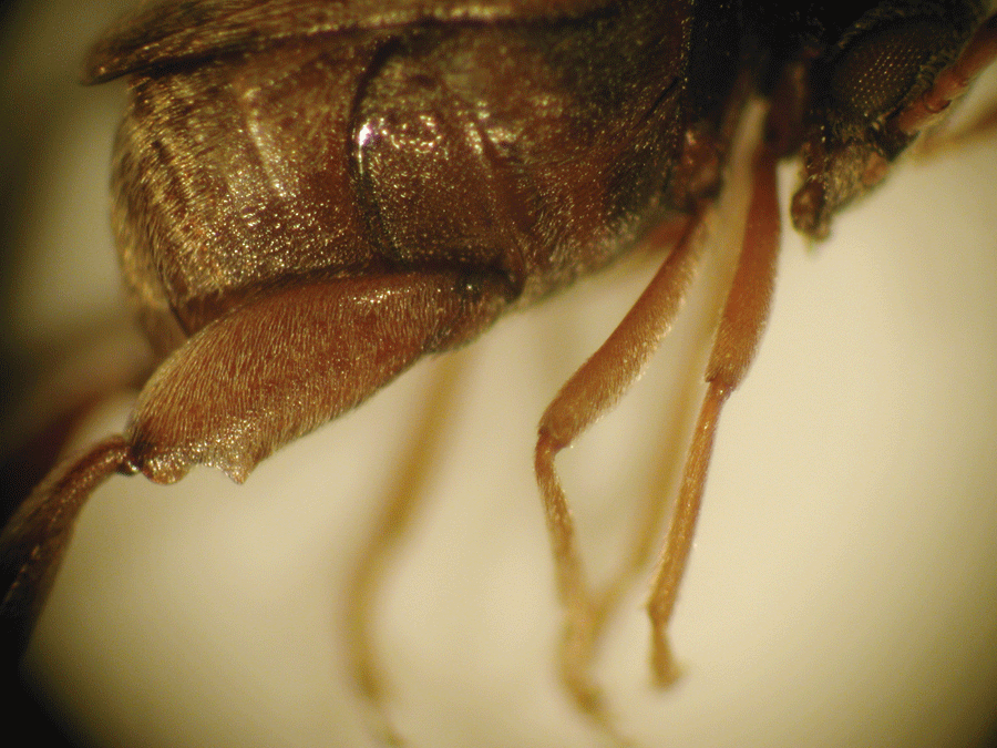 Adult cowpea weevil legs