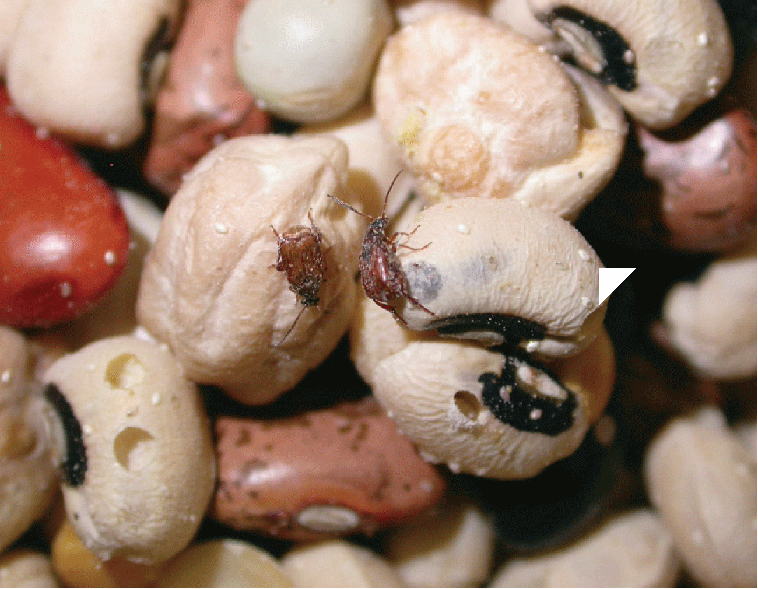 stored product beetles in beans