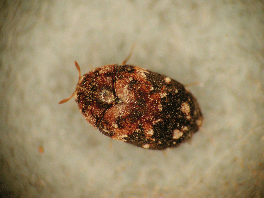 Trogoderma beetle