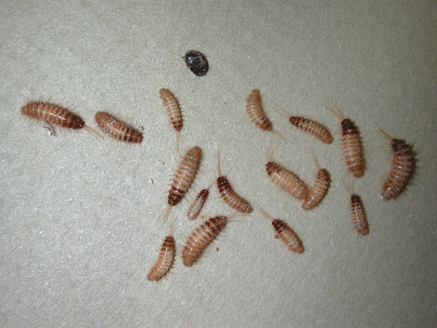 Trogoderma larvae are covered with tufts of long hairs