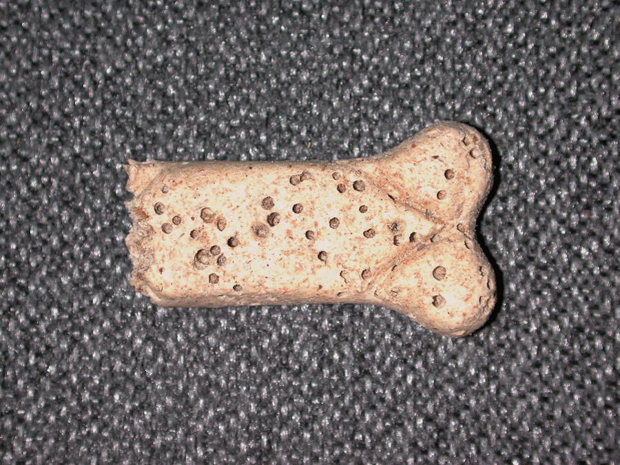 Dog treat with exit holes from beetle infestation
