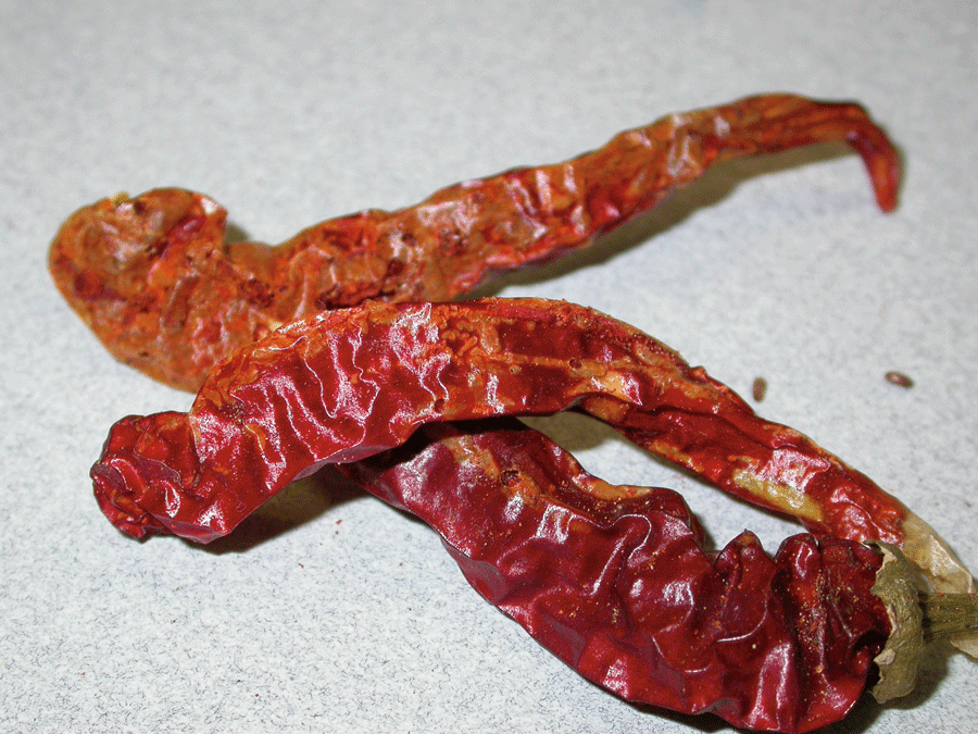 Dried peppers with exit holes from beetle infestation