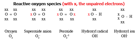 Reactive oxygen species: Oxygen (O2), superoxide anion (O2-), peroxide (O2 2-), hydroxyl radical (OH), and hydroxyl ion (OH-)