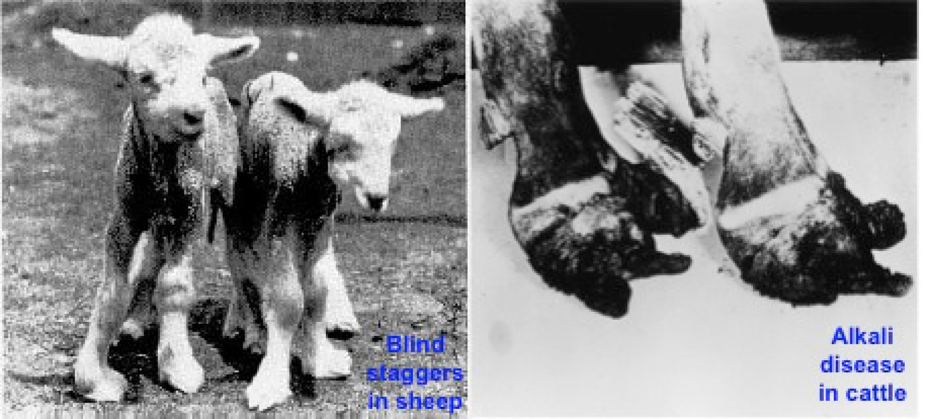 Figure10. Blind staggers in sheep caused by acute selenium toxicity (left) and Alkali disease in cattle (right) caused by chronic Se toxicity.
Note the severely damaged hoofs resulting from Se excess.