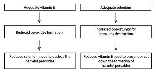 Flowchart of vitamin E and Se interaction. Adequate vitamin E causes reduced peroxides formation which causes reduced selenium need to destroy the harmful peroxides. Adequate selenium leads to increased opportunity for peroxides destruction which leads to reduced vitamin E need to prevent or cut down the formation of harmful peroxides