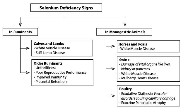 Flowchart of selenium deficiency signs and symptoms. In ruminants, in calves and lambs symptoms are white muscle disease and stiff lamb disease. In older ruminants, symptoms are unthriftiness, poor reproductive performance, impaired immunity, and placental retention. In monogastric animals, in horses and foals the symptom is white muscle disease. In swine, symptoms are damage of vital organs like liver, kidney or pancreas; white muscle disease; and mulberry heart disease. In poultry, signs are exudiative diathesis: vascular disorders causing capillary damage, and exocrine pancreatic atrophy.