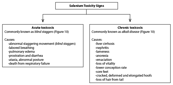 Selenium toxicity signs. In acute toxicosis, commonly known as blind staggers (Figure 10), causes are abnormal staggering movement (blind staggers), labored breathing, pulmonary edema, prostration and diarrhea, ataxia, abnormal posture, and death from respiratory failure. In chronic toxicosis, commonly known as alkali disease (figure 10), causes are liver cirrhosis, nephritis, lameness, anorexia, emaciation, loss of vitality, lower conception rate, sore feet, cracked, deformed, and elongated hoofs, and loss of hair from tail.