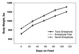 body weight by days on feed for cows fed on toxic endophyte, novel endophyte, and endophyte free grass. Novel and no endophyte grass are very close together, and toxic endophyte grass has lower body weight.