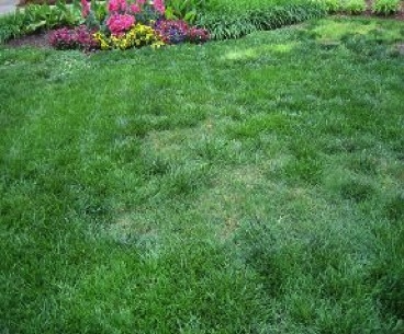 Lawn with bermudagrass growing mixed into tall fescue grass