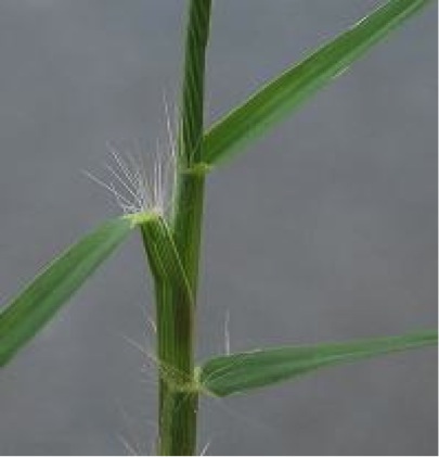 Bermudagrass stalk showing hairy ligules