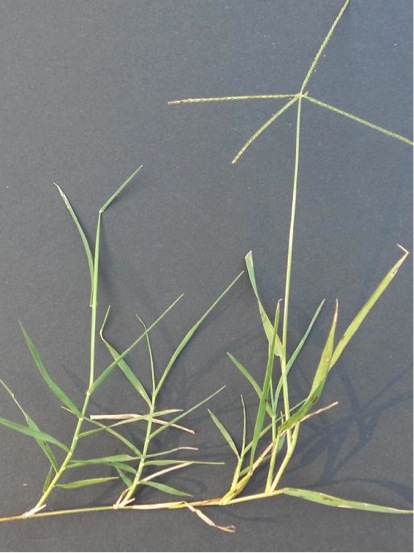 Bermudagrass plants