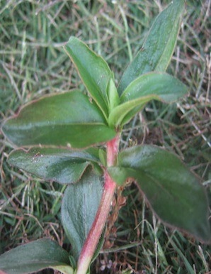 Picture 1. Virginia buttonweed in a bermudagrass lawn. 