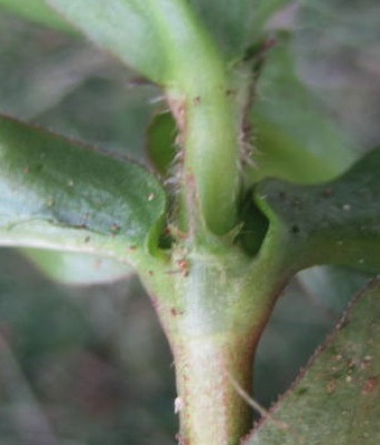 Picture 3. Viriginia buttonweed stems. Note hairs and fleshy appendage where leaves join stems. 