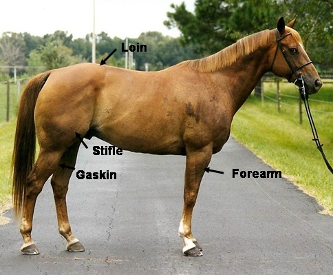 Relating Form to Function: Horse's Frontlegs, Front View