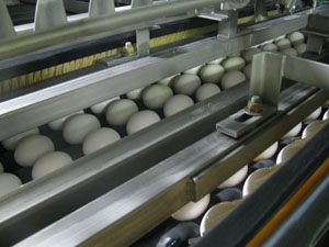 Egg Washer  Complete Egg Processing Line