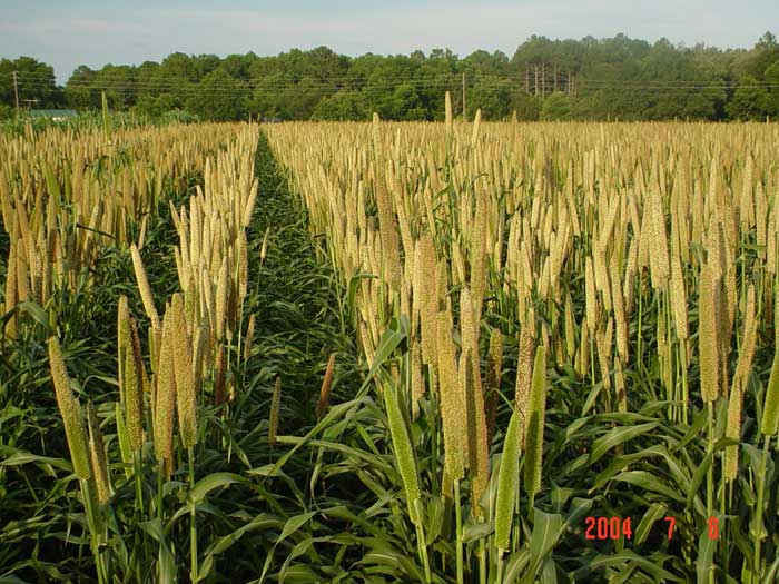 Pearl millet in flowering stage.