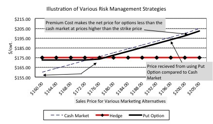 Graph illustrating various risk management strategies in $/cwt by sales price for various marketing alternatives. The cash market increases steadily, the hedge market is roughly constant, and the put option follows the hedge market at first then increases along with the cash market.