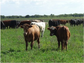 In addition to location and time, quality can make a major difference
in basis. Variations from the specification of the underlying
futures contract can make the basis wider or narrower. Examples
of quality differences include heifers instead of steers, lighter or
heavier weights and frame size or muscle scores different from
those specified by the underlying contract.