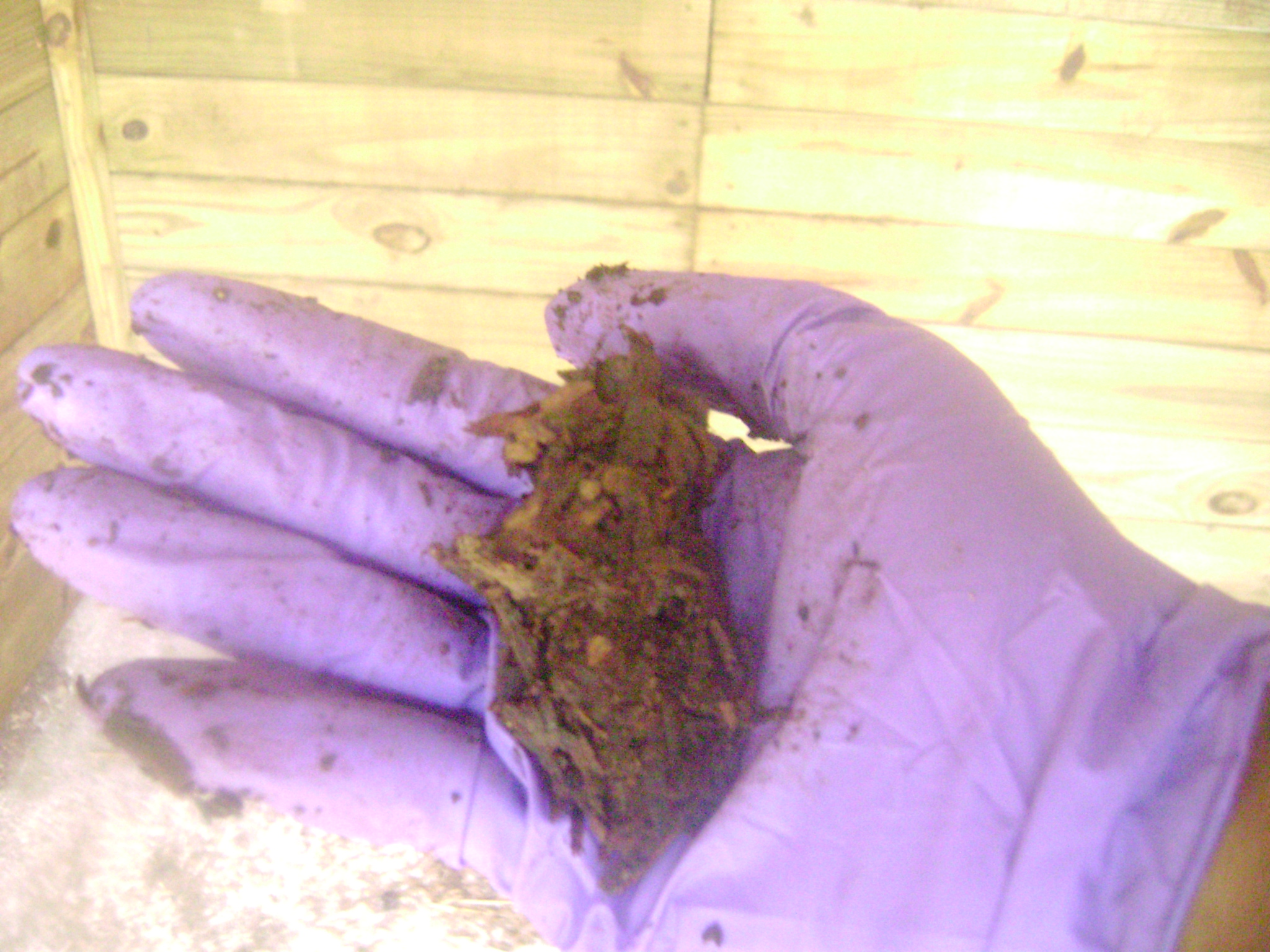 Gloved hand holding compost that has the correct amount of moisture