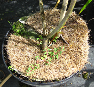 Potted tree with weeds growing around disk mulch