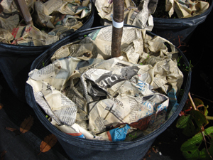 Crumpled newspaper around a potted tree