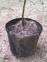 Potted plant with ryegrass around the main plant