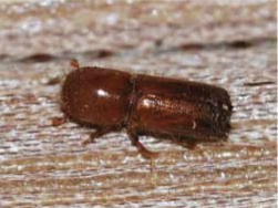ambrosia beetle