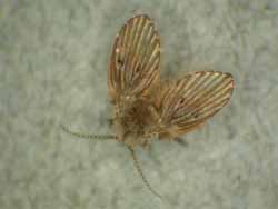 adult drain fly