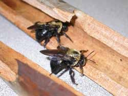 carpenter bees