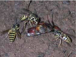 yellowjackets eating a cockroach