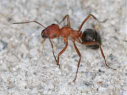 mound ant