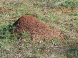 red imported fire ant mound
