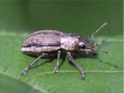 white-fringed beetle