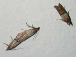 indianmeal moths, small brown moths