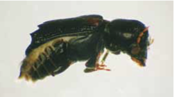 false powderpost beetle
