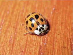 adult lady beetle