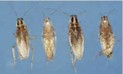 Asian cockroaches