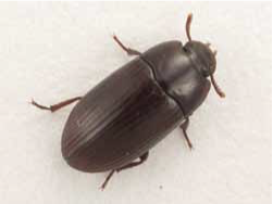 lesser mealworm beetle