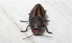 metallic wood boring beetle