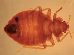 common bed bug